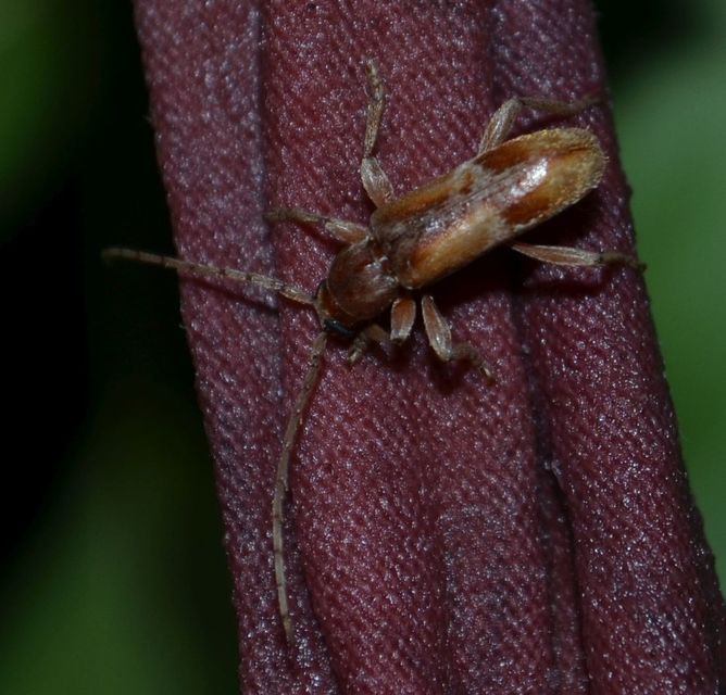 Trichoferus pallidus - sápadt éjicincér