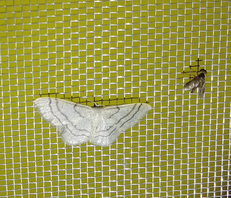 Chrysopilus luteolus
