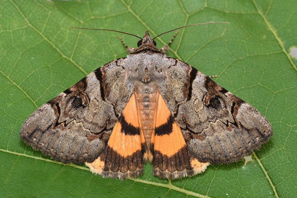 Catocala hymenaea - kökény-övesbagoly