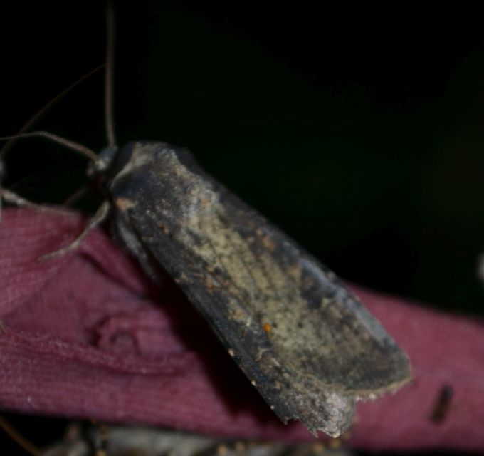 Agrotis clavis - zömök földibagoly