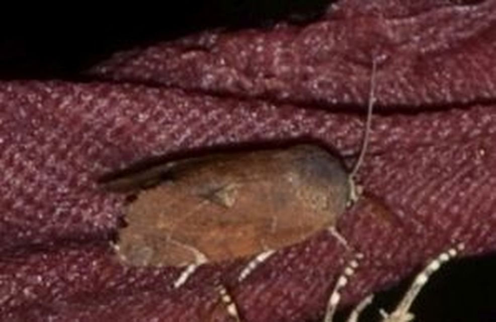 Cosmia affinis - barna lombbagoly