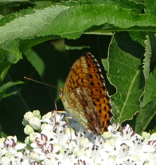 Brenthis daphne - málna-gyöngyházlepke
