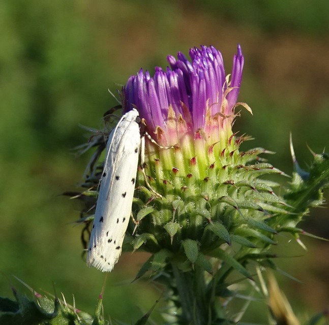 Myelois circumvoluta - pettyes karcsúmoly
