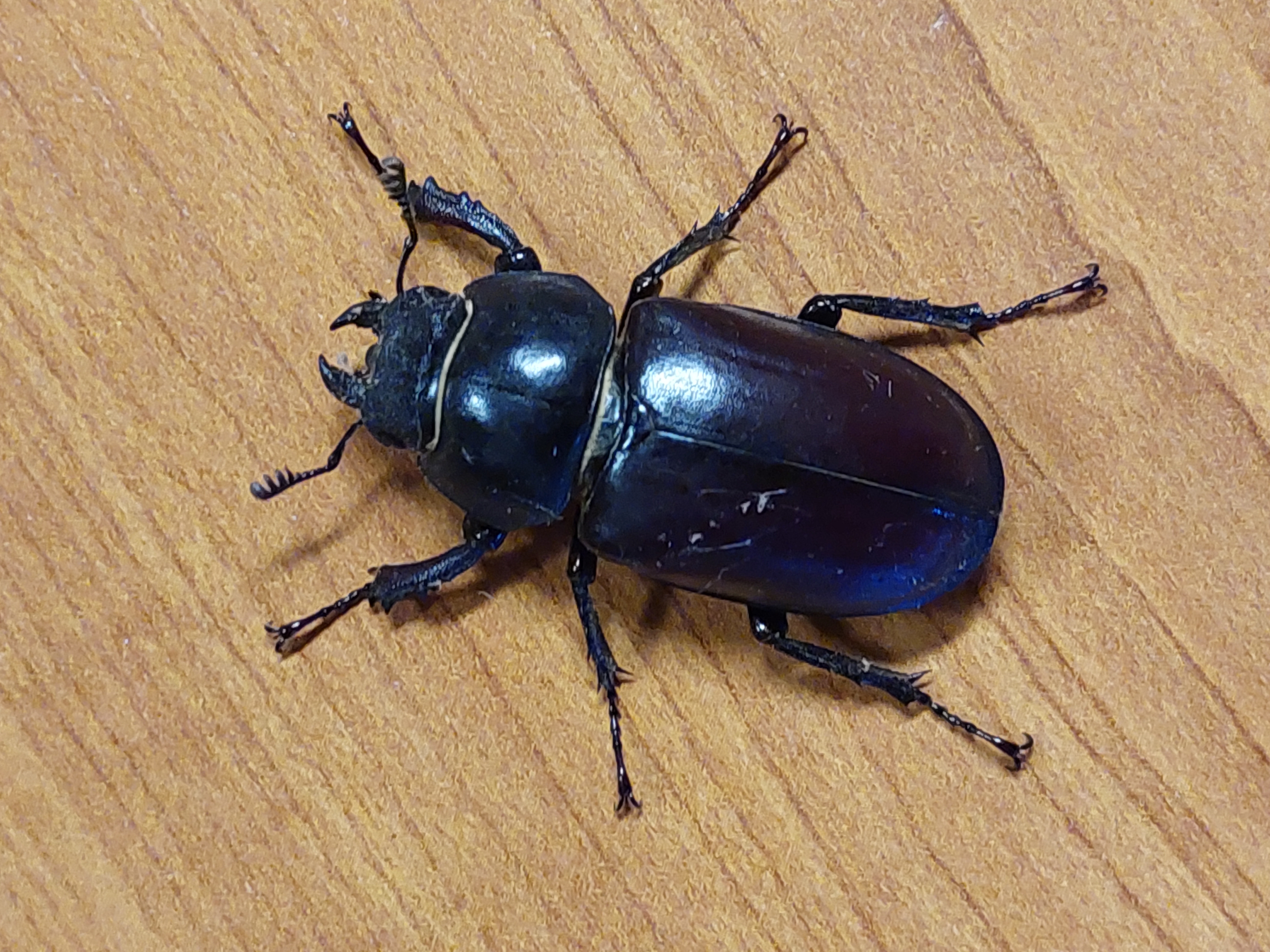 Lucanus cervus - nagy szarvasbogár Lucanus cervus - nagy szarvasbogár