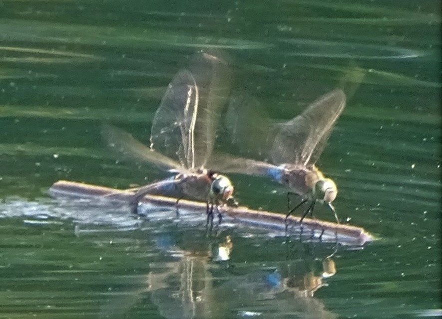 Anax parthenope - barna óriásacsa