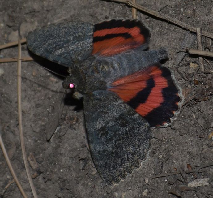 Catocala elocata - közönséges övesbagoly