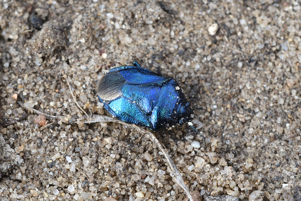 Zicrona caerulea - acélkék poloska Zicrona caerulea - acélkék poloska
