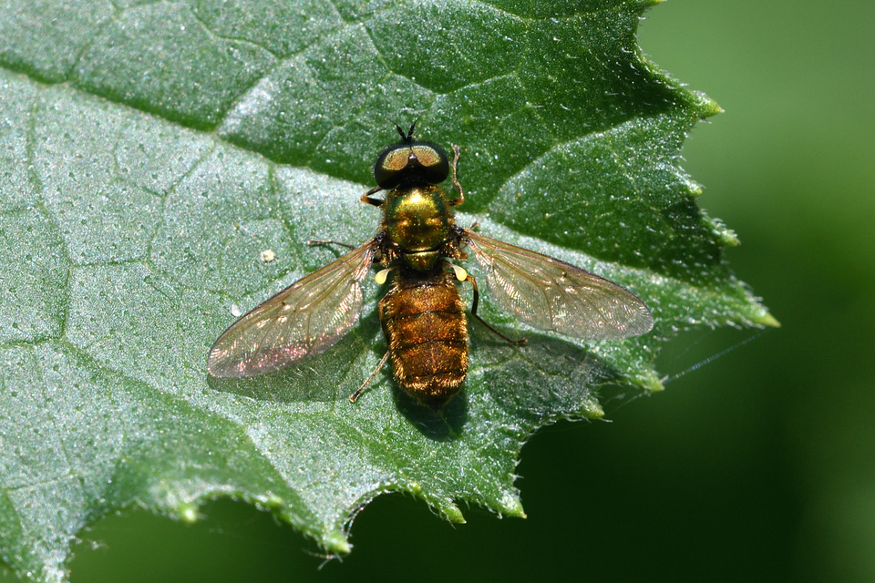 Chloromyia formosa - közönséges fémeslégy