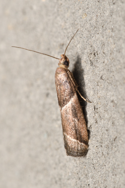 Nyctegretis lineana - agátszínű karcsúmoly