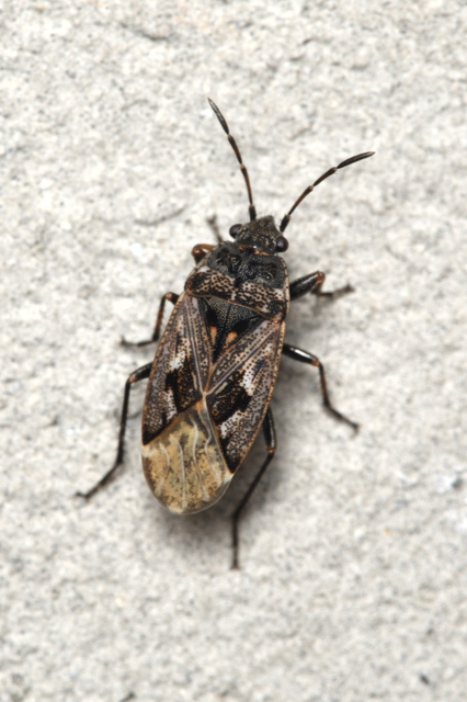 Sphragisticus nebulosus - foltos bodobács