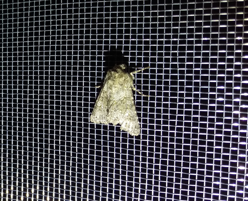 Hecatera dysodea - parajbagoly