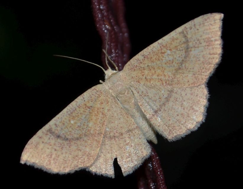 Cyclophora ruficiliaria - vörösrojtú pettyesaraszoló