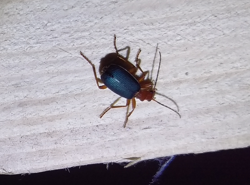 Brachinus nigricornis - feketelábú pöfögőfutó