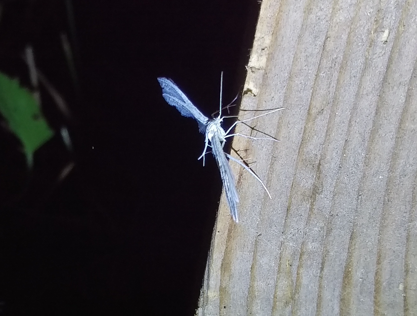 Pterophorus pentadactyla - fehér tollasmoly