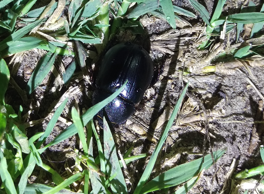 Pentodon idiota - butabogár
