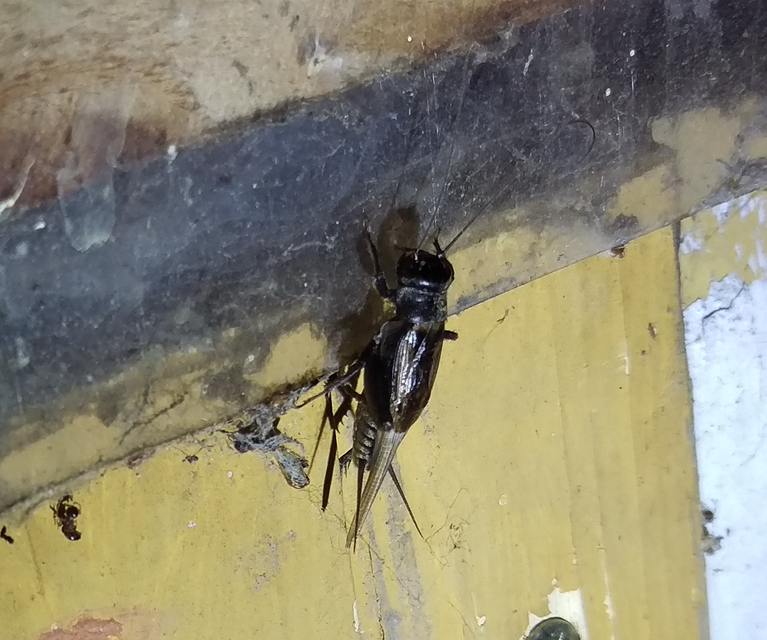 Eumodicogryllus bordigalensis - bordói tücsök