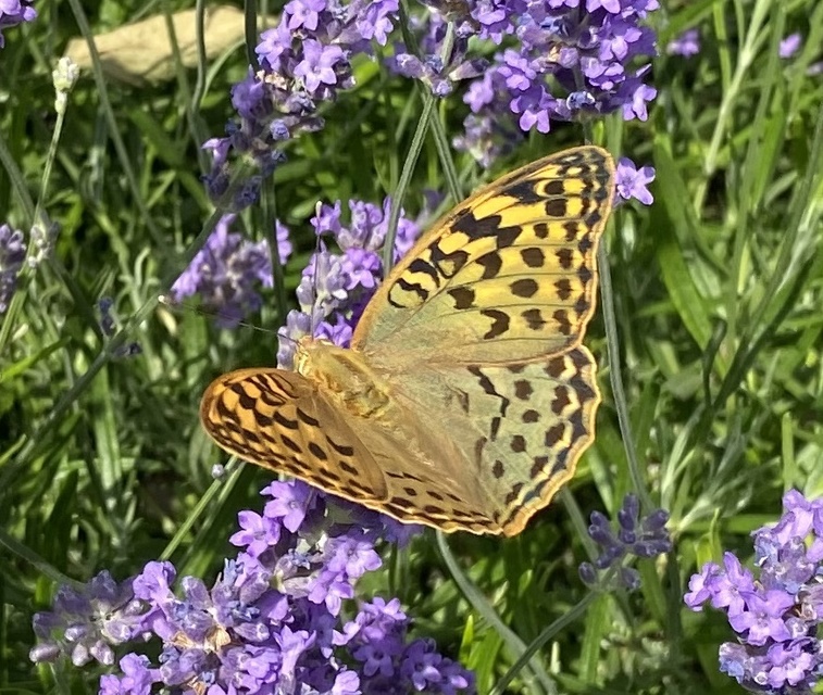 Argynnis pandora - zöldes gyöngyházlepke