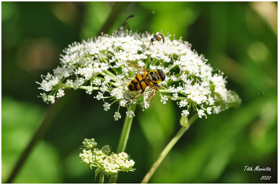 Myathropa florea - halálfejes odúlégy