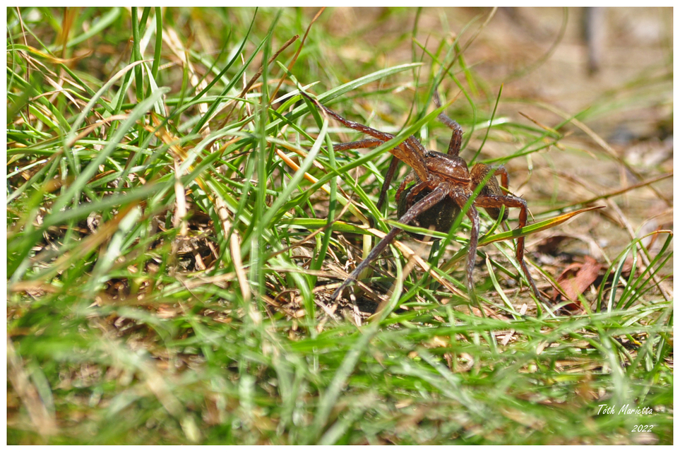 Dolomedes plantarius/fimbriatus