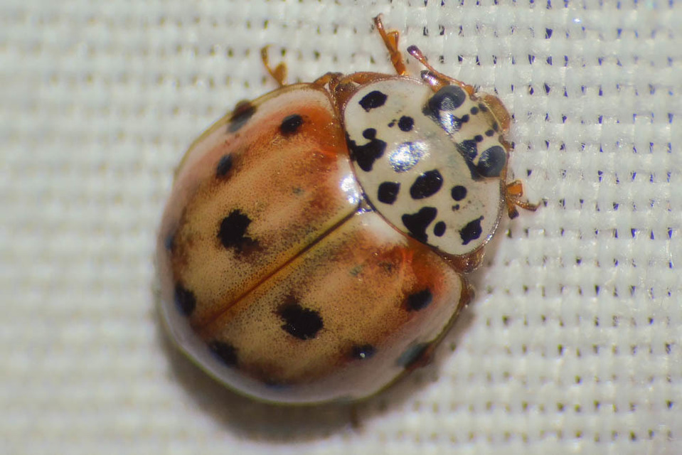 Harmonia quadripunctata - négypettyes katica