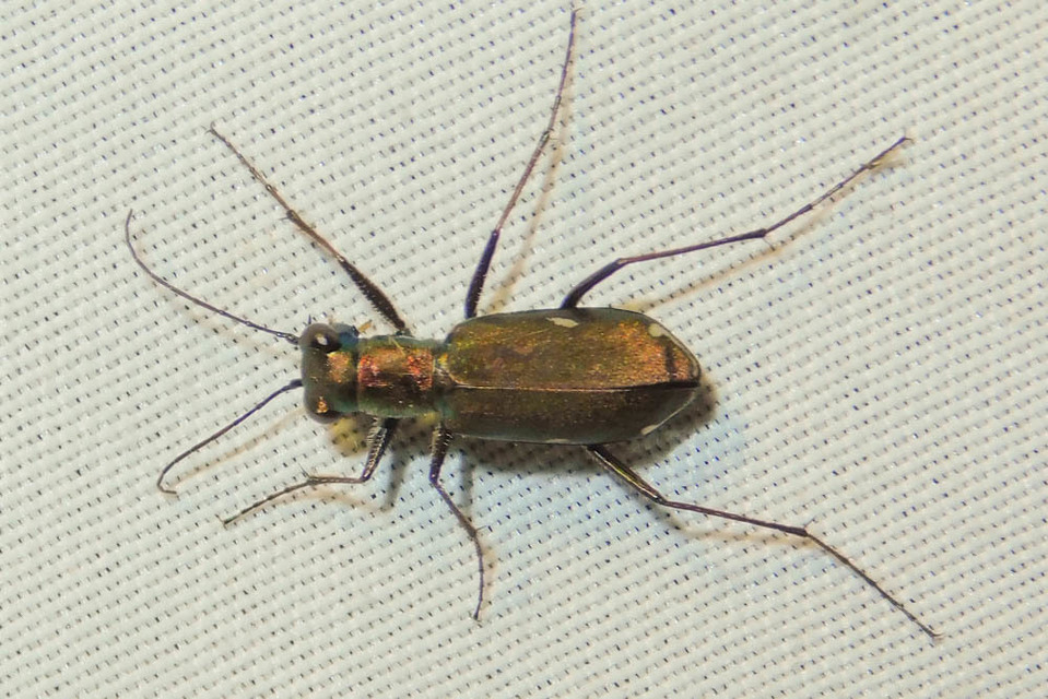Cylindera germanica - parlagi homokfutrinka