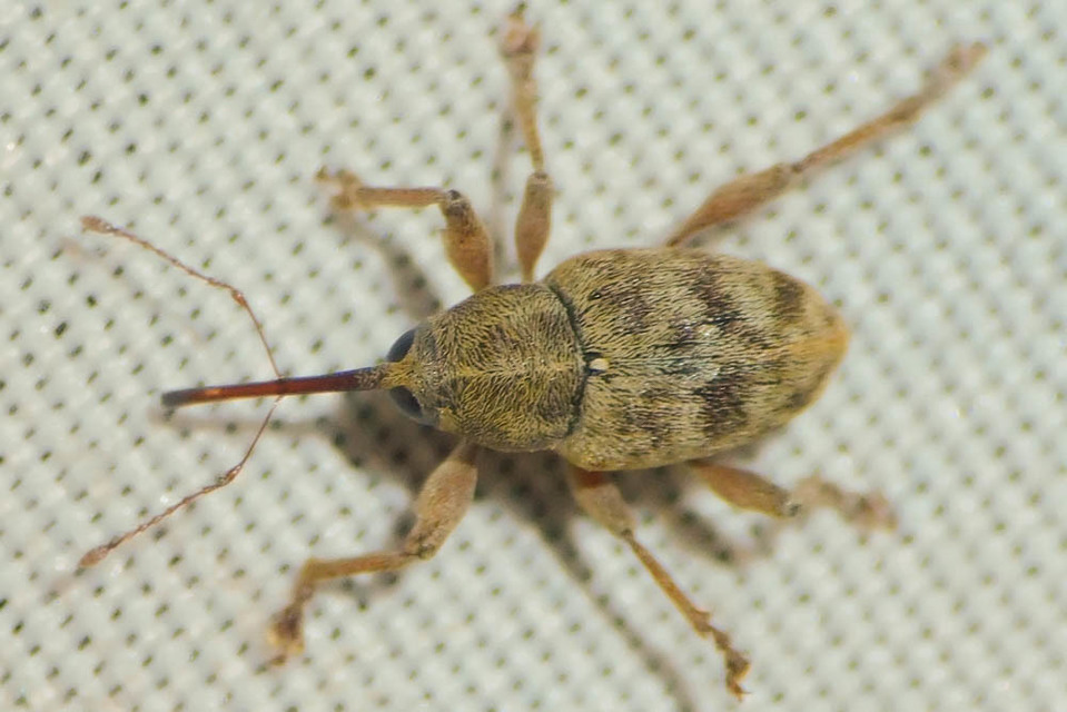 Curculio venosus - tarajos zsuzsóka