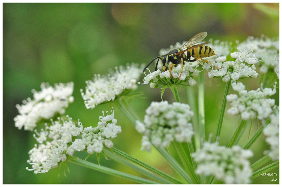 Vespula