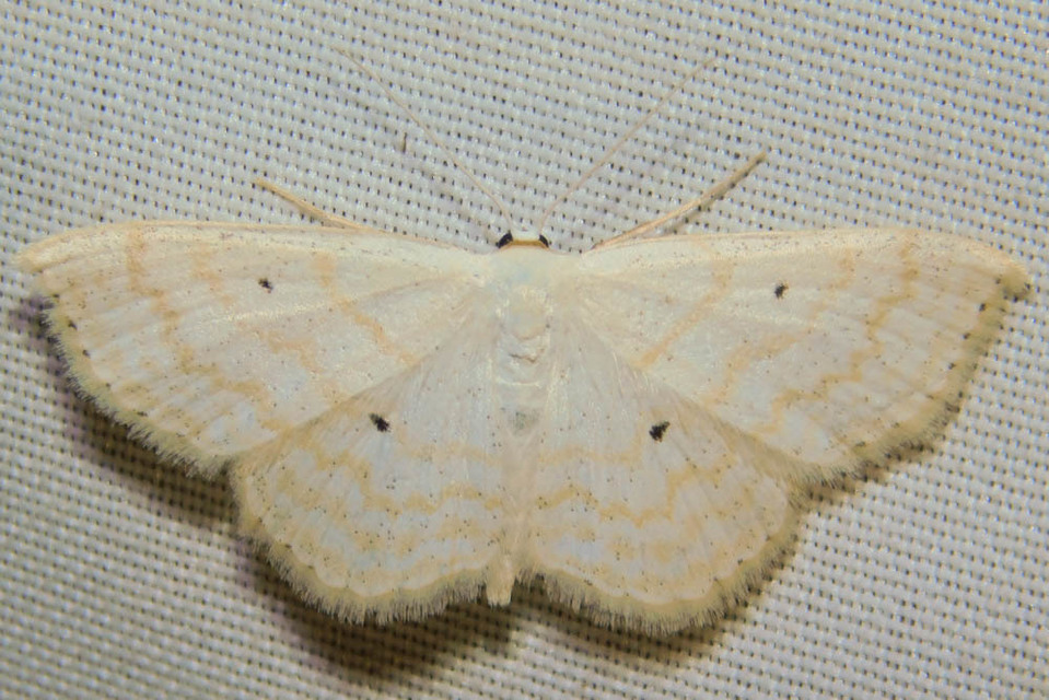 Scopula immutata - réti fehéraraszoló
