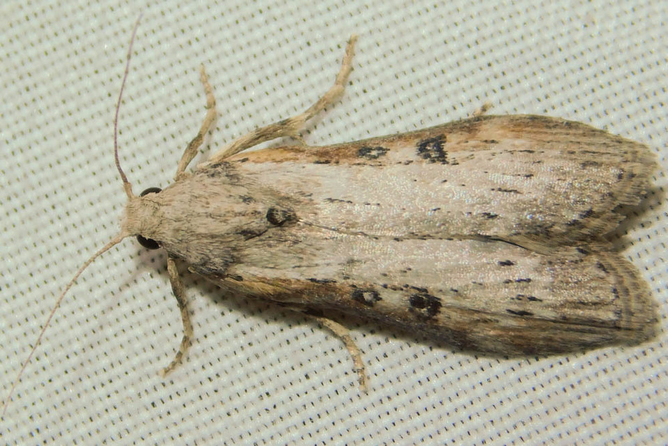 Lamoria