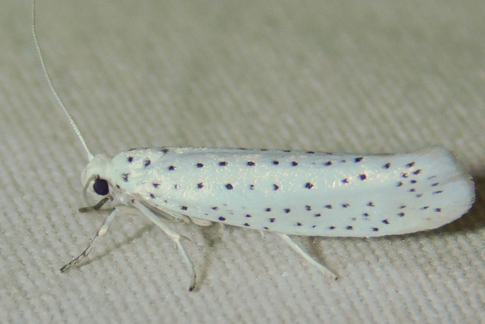 Yponomeuta evonymella - pókhálós májusfamoly
