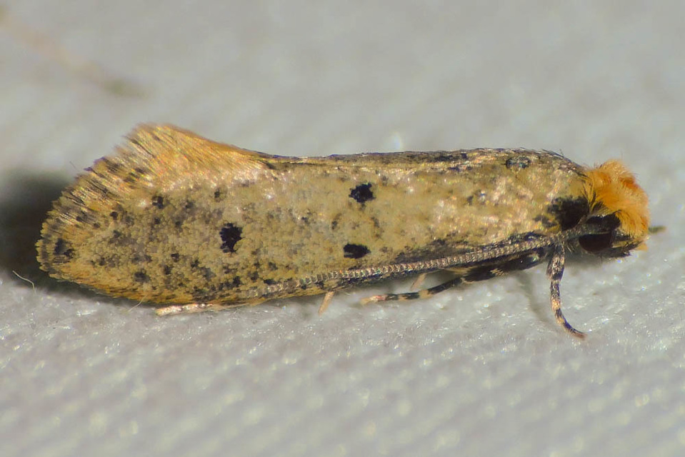 Tinea trinotella - hárompettyes fészekmoly