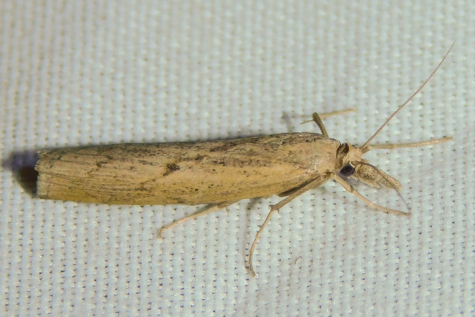 Pediasia contaminella - mocskos fűgyökérmoly