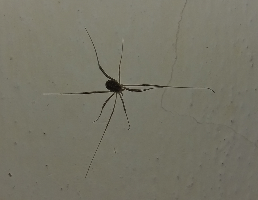 Opilio saxatilis