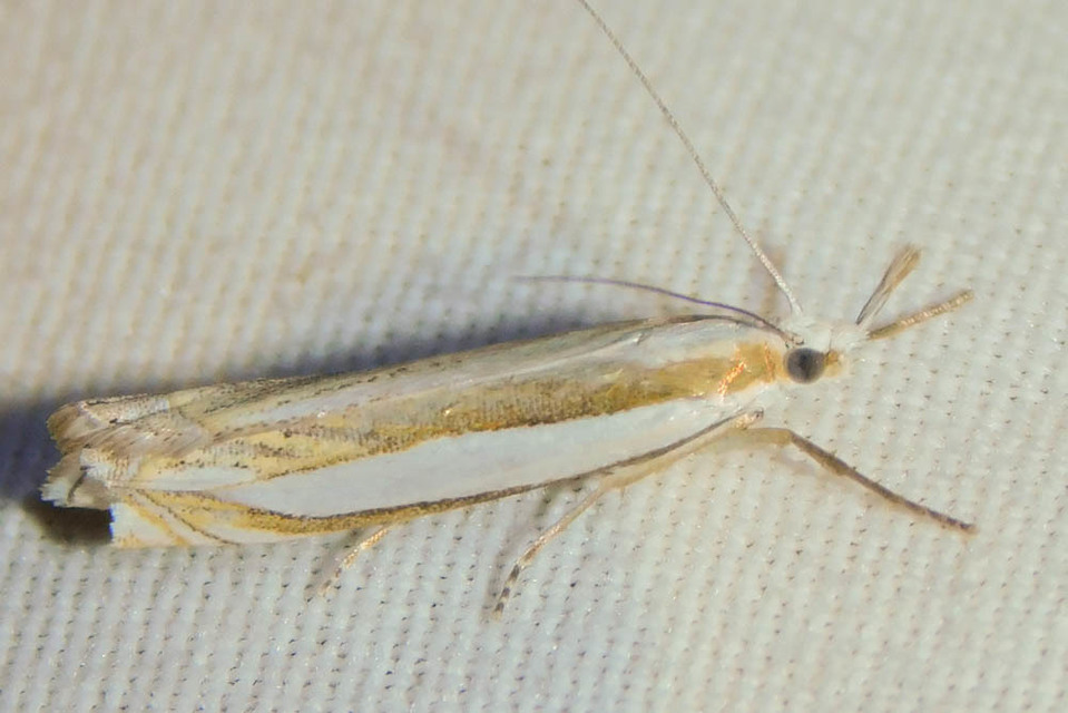 Crambus pascuella - lápréti fűgyökérmoly