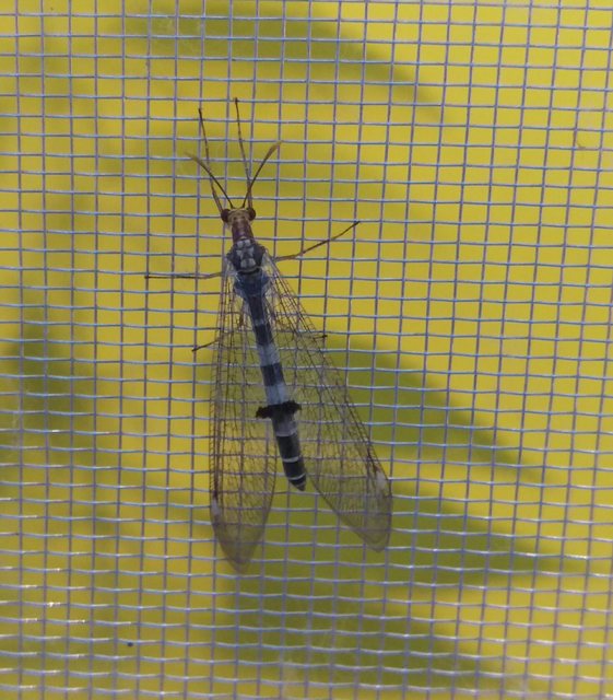 Megistopus flavicornis - kétfoltos hangyaleső