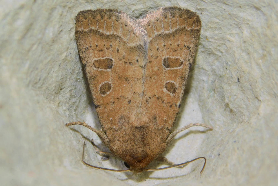 Hoplodrina octogenaria - barna selymesbagoly