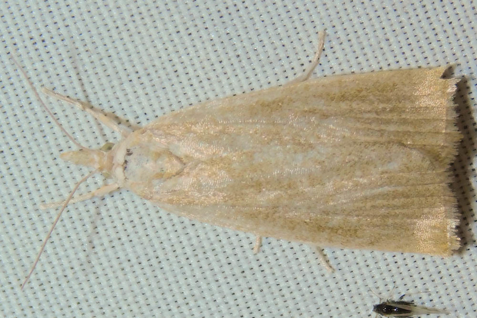 Calamotropha paludella - barna nádlevélmoly