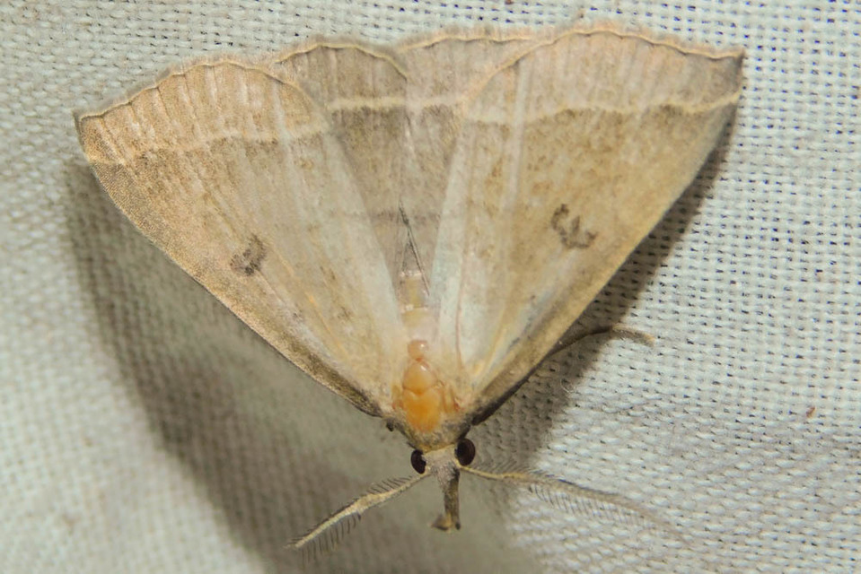 Pechipogo plumigeralis - tollascsápú karcsúbagoly