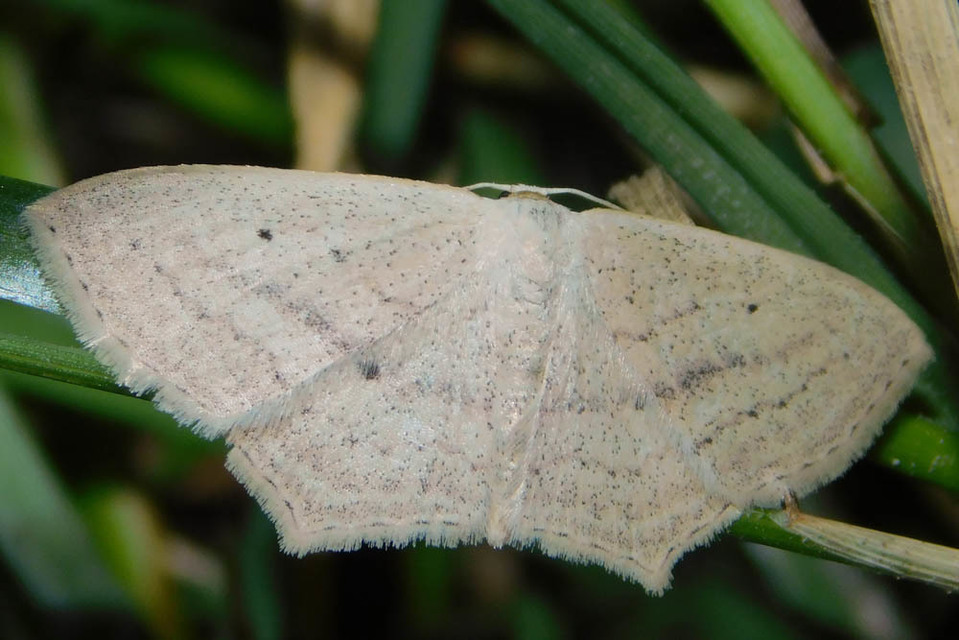 Scopula flaccidaria - alföldi sávosaraszoló