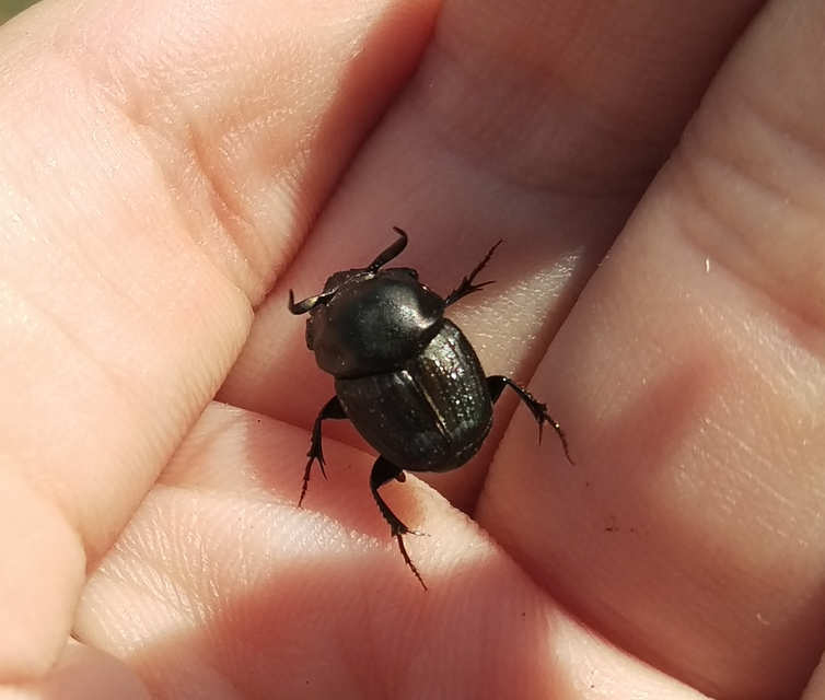 Onthophagus taurus - szarvas trágyatúró