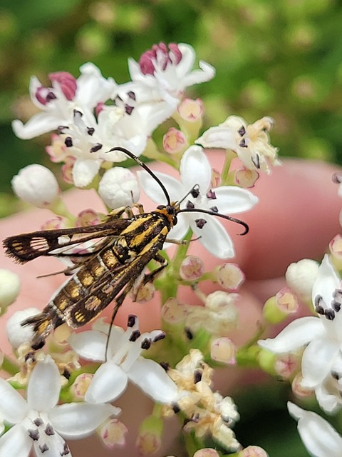 Sesiidae - szitkárfélék