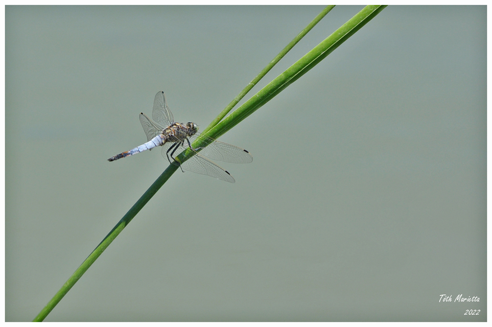 Orthetrum cancellatum - feketefarkú pásztorszitakötő