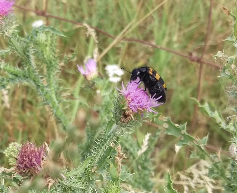 Mylabris variabilis - szalagos hólyaghúzó Mylabris variabilis - szalagos hólyaghúzó