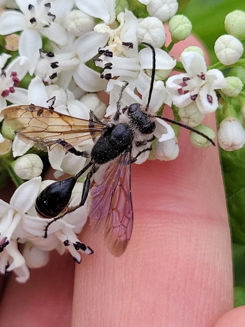 Isodontia mexicana - mexikói fűdarázs