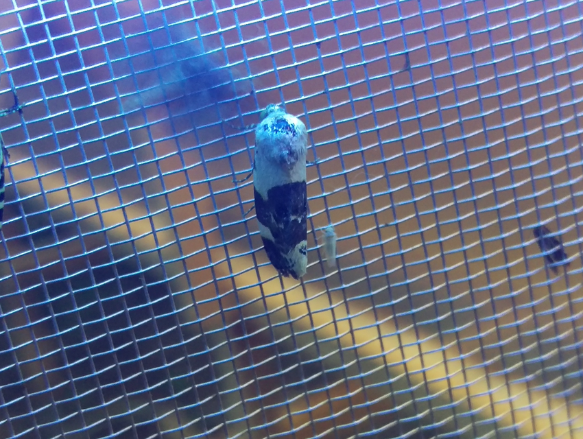 Acontia lucida - fehér nappalibagoly