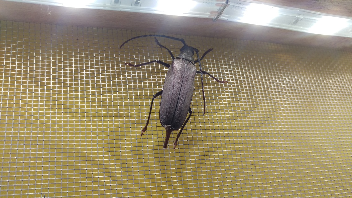 Aegosoma scabricorne - diófacincér