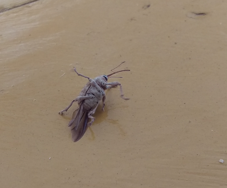 Curculio pellitus - makklikasztó zsuzsóka