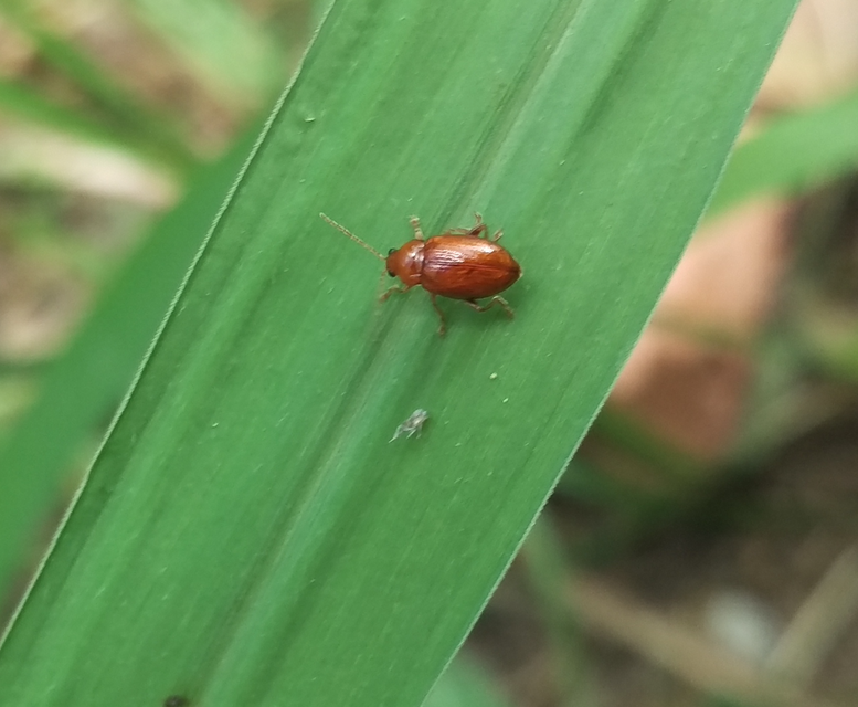 Neocrepidodera