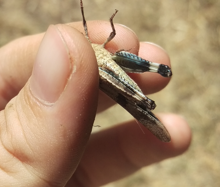 Oedipoda caerulescens - kékszárnyú sáska
