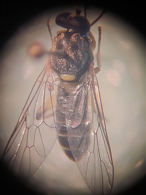 Solva marginata